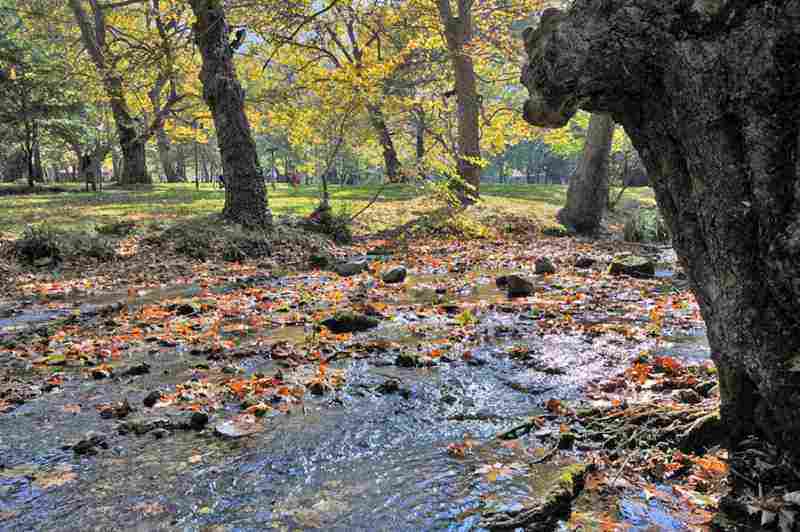 ΑΛΣΟΣ ΑΓΙΟΥ ΝΙΚΟΛΑΟΥ ΝΑΟΥΣΑ